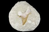 Otodus Shark Tooth Fossil in Rock - Eocene #174174-1